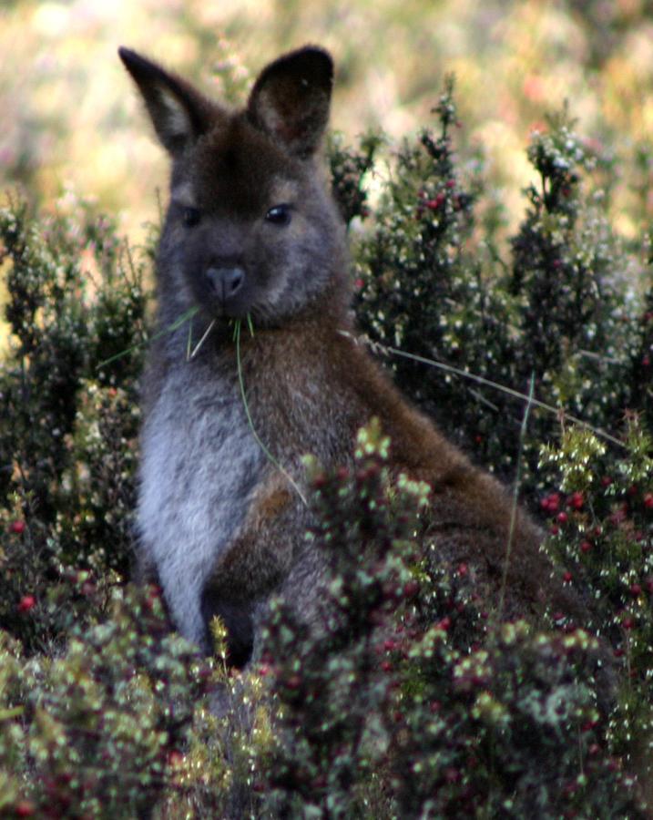 Wombat Cabin Villa Moina Dış mekan fotoğraf