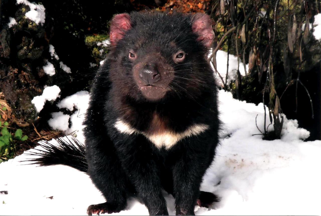 Wombat Cabin Villa Moina Dış mekan fotoğraf