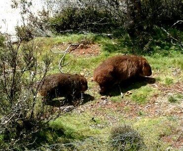 Wombat Cabin Villa Moina Dış mekan fotoğraf