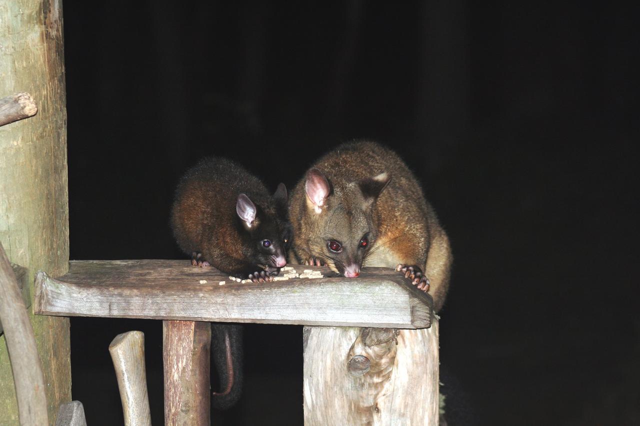 Wombat Cabin Villa Moina Dış mekan fotoğraf