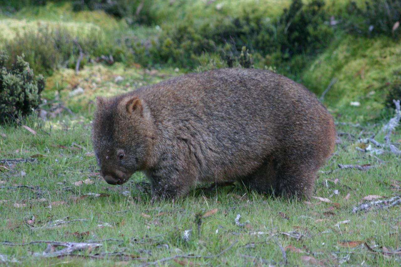 Wombat Cabin Villa Moina Dış mekan fotoğraf