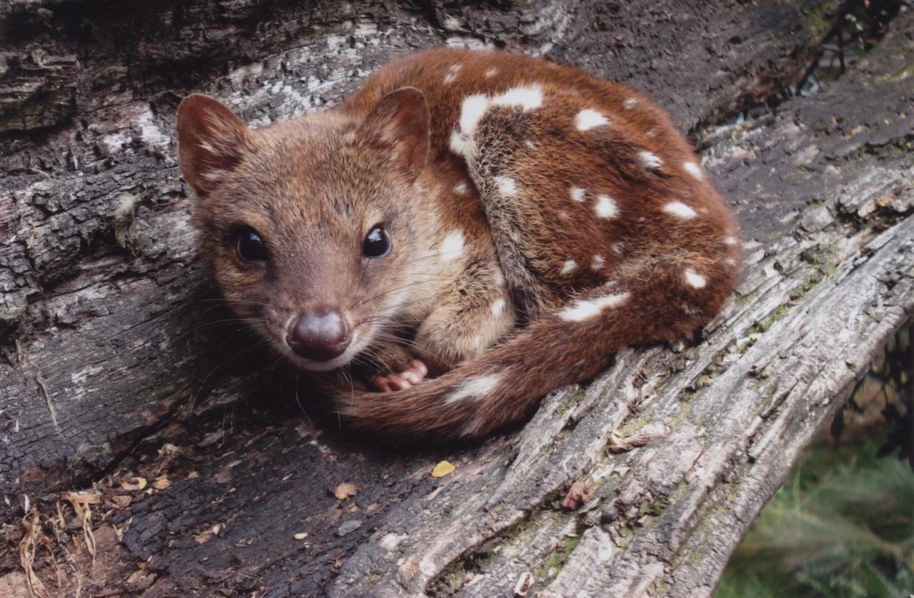 Wombat Cabin Villa Moina Dış mekan fotoğraf