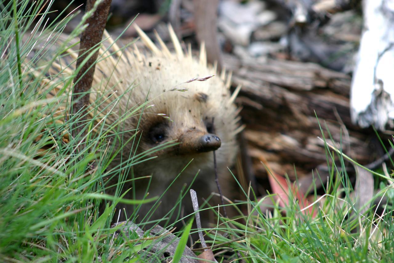Wombat Cabin Villa Moina Dış mekan fotoğraf