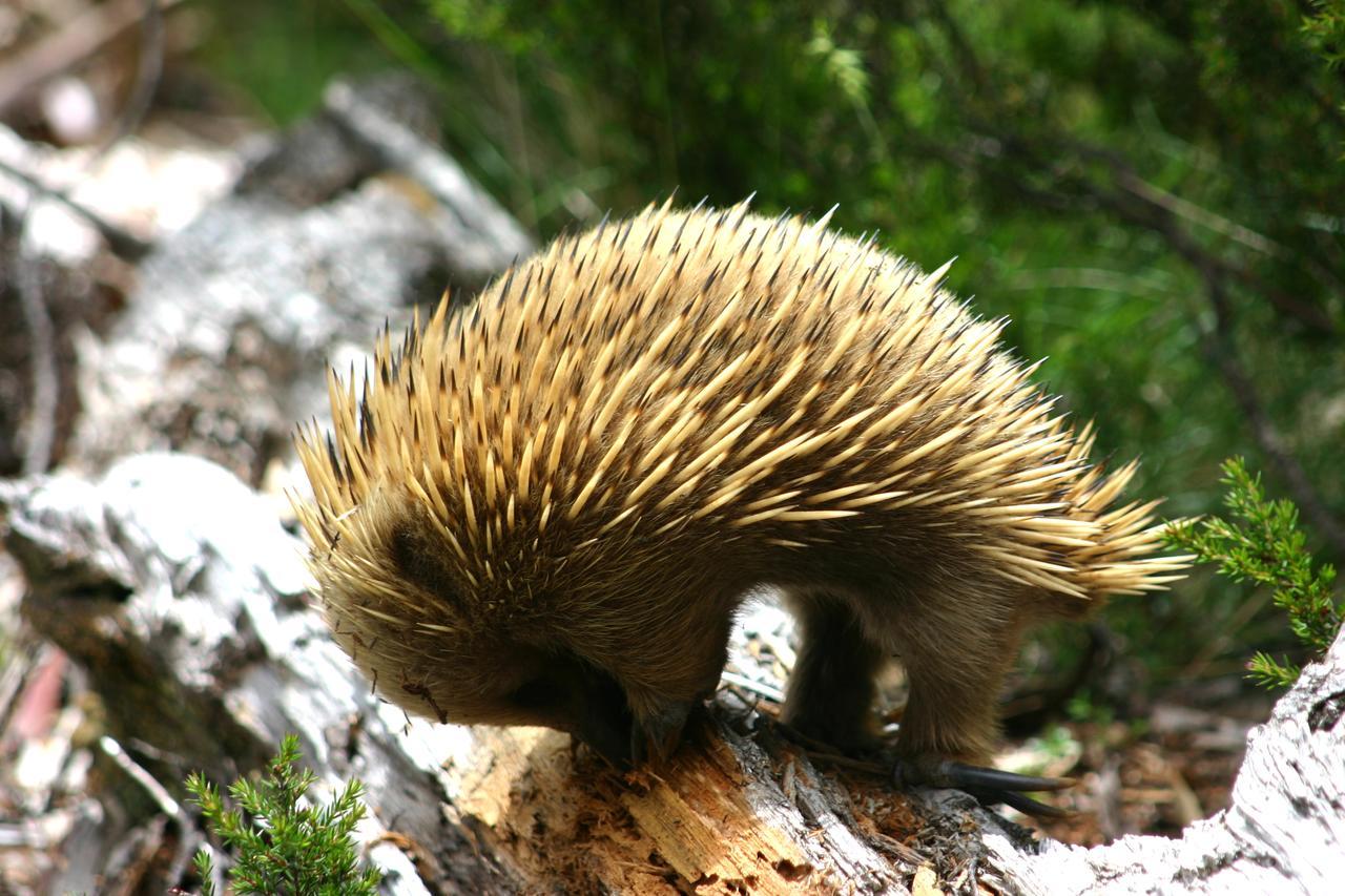 Wombat Cabin Villa Moina Dış mekan fotoğraf