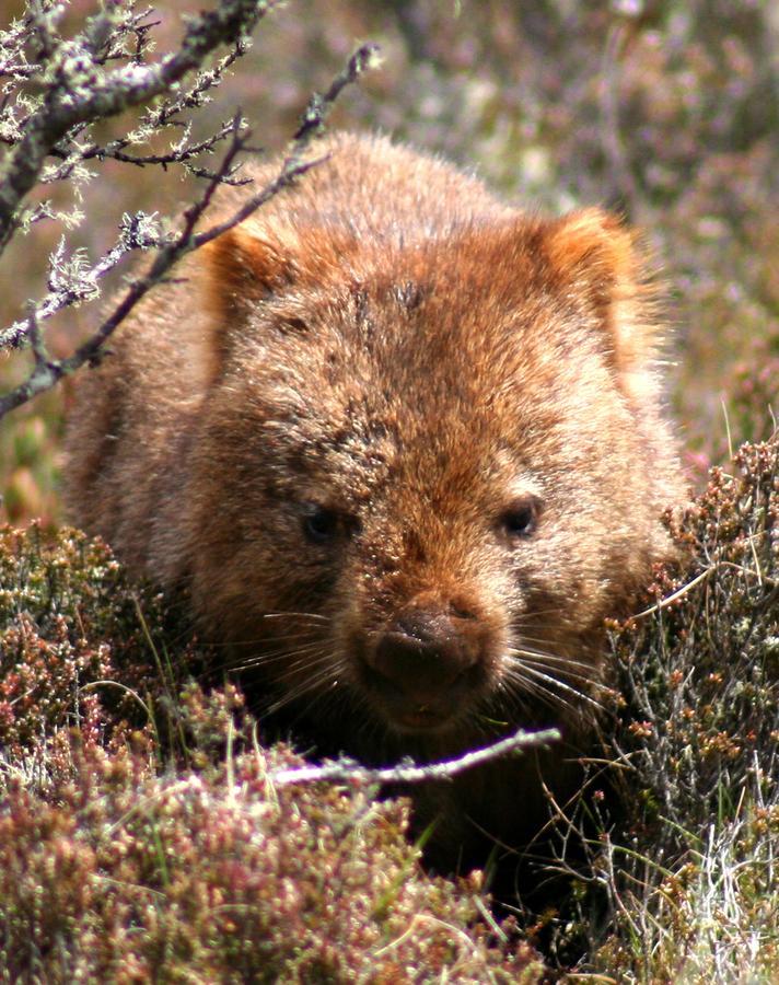 Wombat Cabin Villa Moina Dış mekan fotoğraf